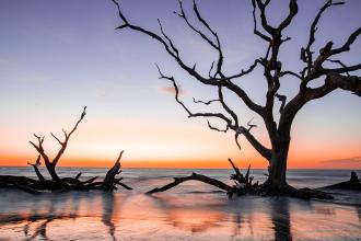 Silhouettes of trees atDriftwood Beach at sunset