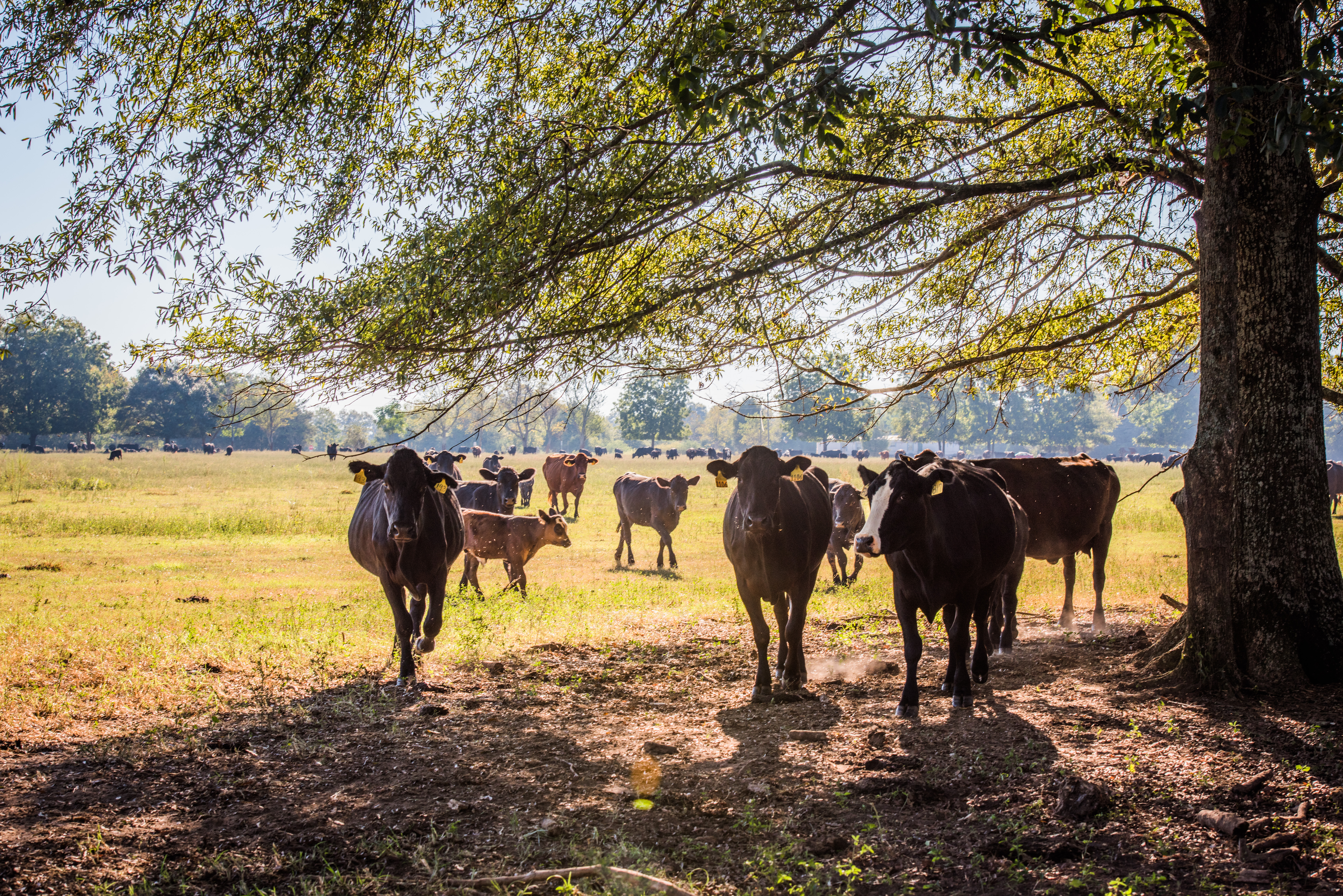 Cows stand below a tree at White Oak Pastures