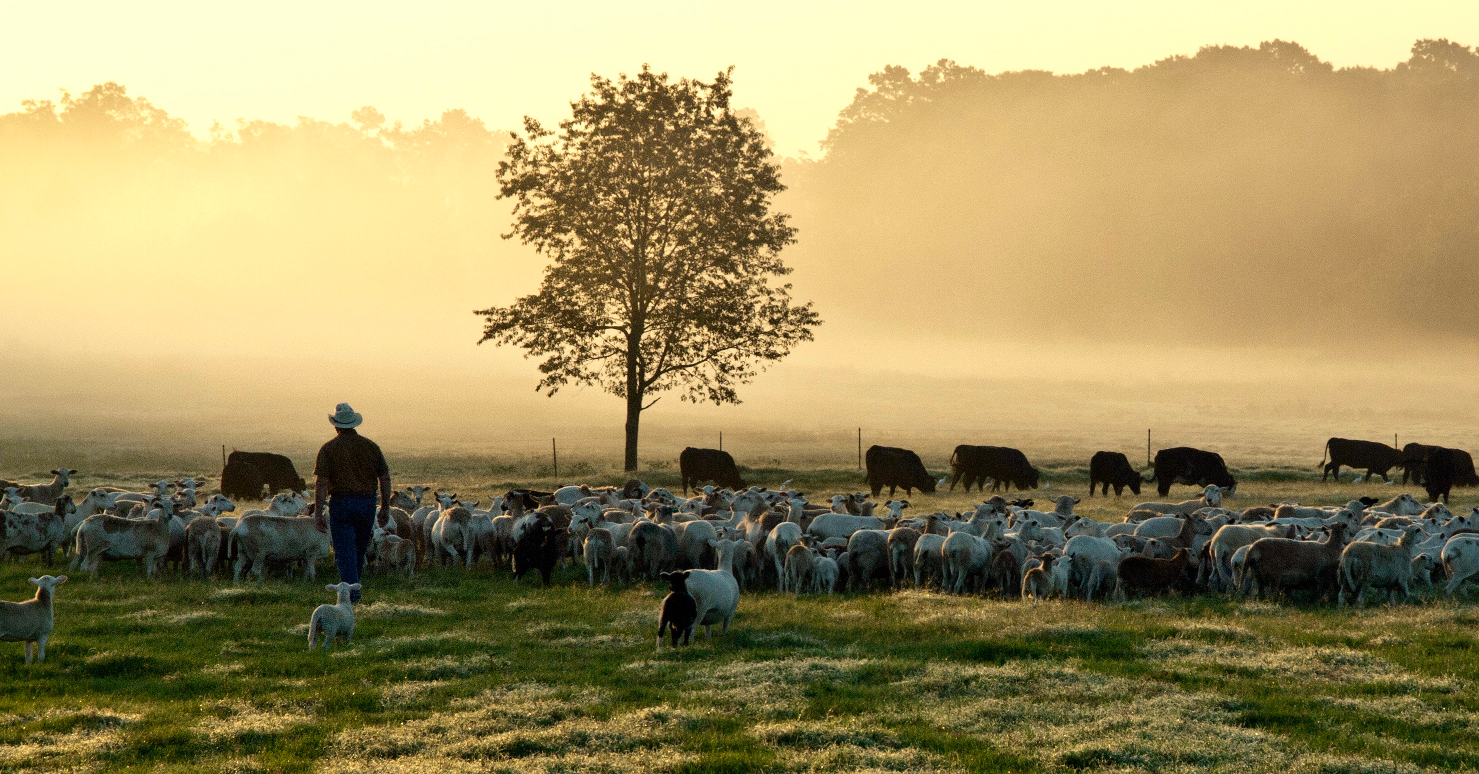 A cowpoke stands among a herd of cattle on a foggy morning surrounded by trees