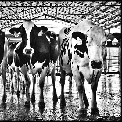 hillcrest_farms
