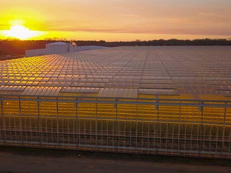 field of solar panels at sunset