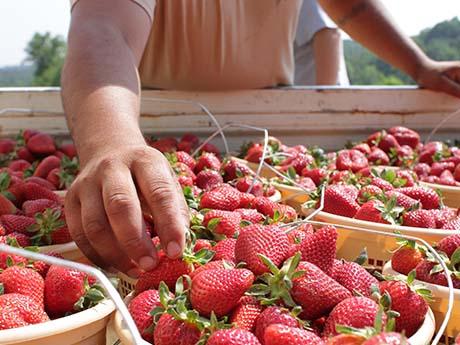 hand reaches in big barrel of strawberries