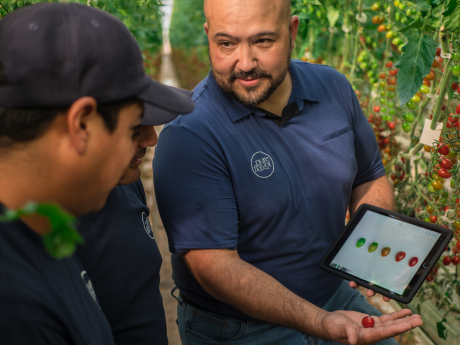 Integrated Precision Agriculture man shows people stages of tomato's on his tablet