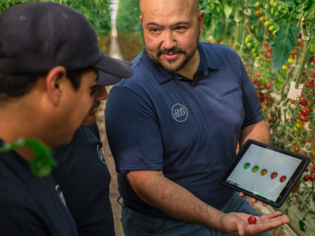 man shows people stages of tomato's on his tablet