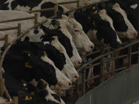 NEXT GEN ANIMAL AGRICULTURE NEXT GEN ANIMAL AGRICULTURE