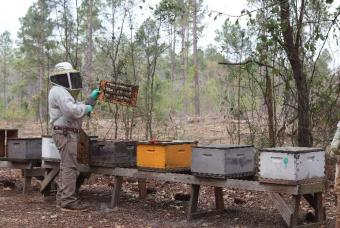 Vidalia Apicultural Services and Bee Company