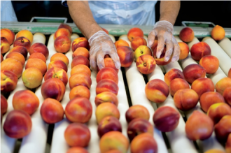 A worker sorts rows of fresh peaches